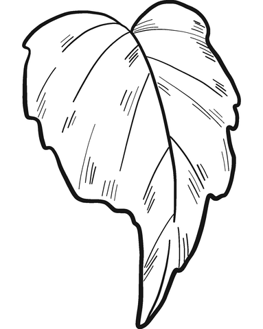 Sunflower Leaf Coloring Page